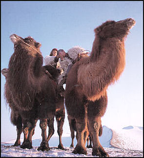20080318-camels cnto.jpg